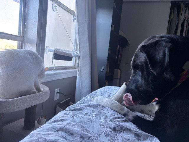 Luna, Adoptable, Adult Female Labrador Retriever & Great Pyrenees.