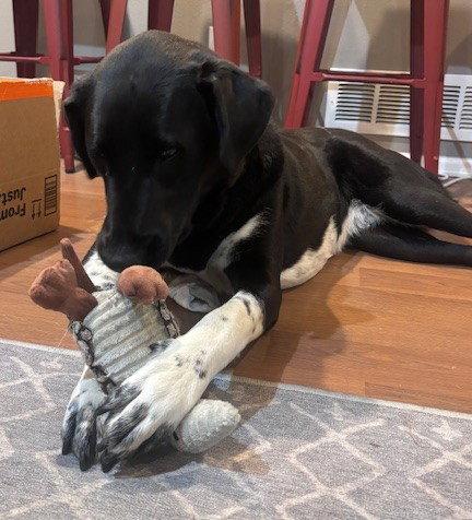 Enlarge Luna, a Adoptable mixed breed in Evergreen, CO image 2/3