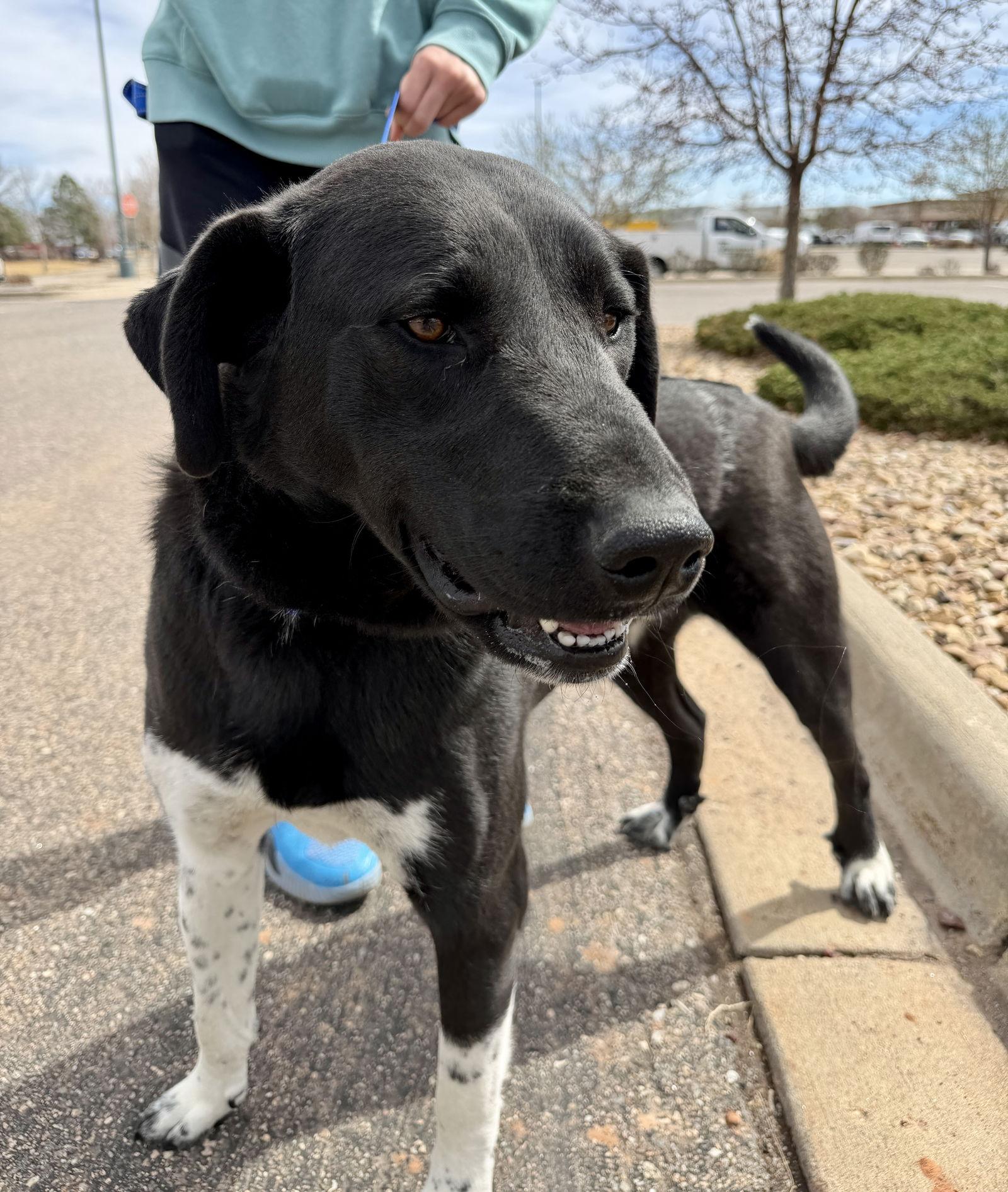 Enlarge Luna, a Adoptable mixed breed in Evergreen, CO image 3/3