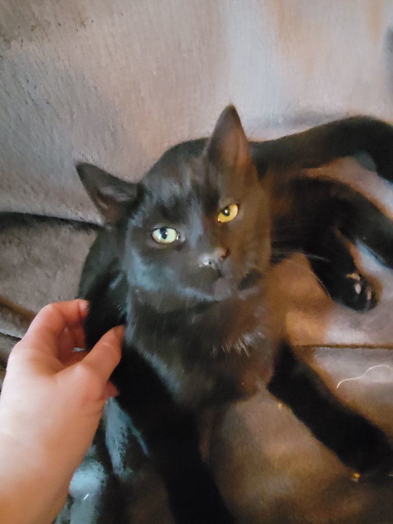 Sidney, Adopted, Kitten Female Domestic Short Hair.