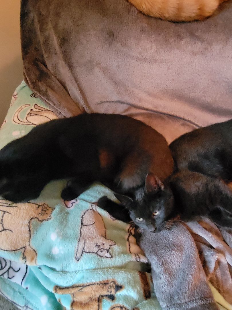 Enlarge Sidney, a Adopted Domestic Short Hair in Richmond, IN image 2/3
