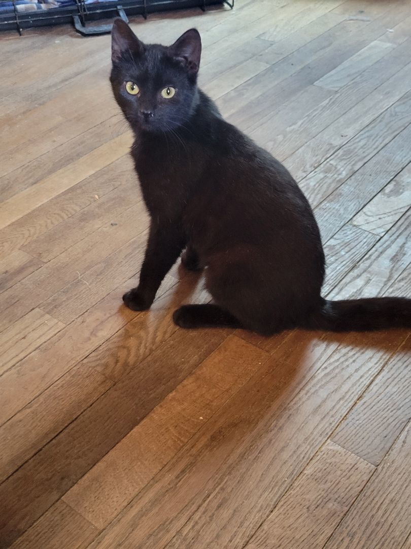 Enlarge Sidney, a Adopted Domestic Short Hair in Richmond, IN image 3/3