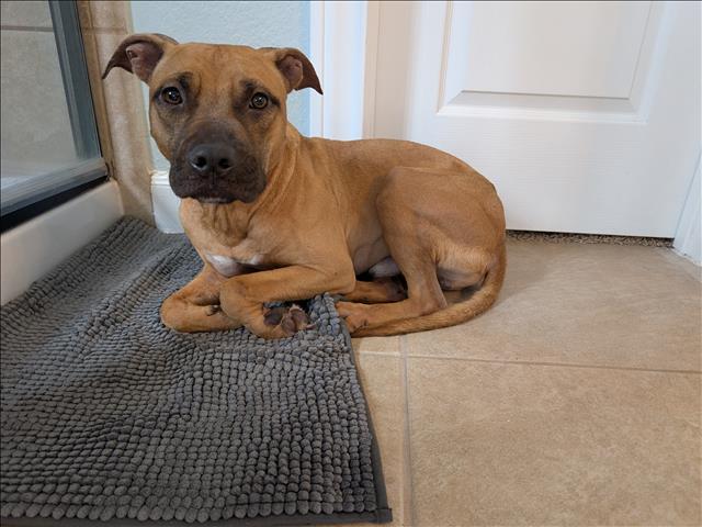 WINSTON, Adoptable, Young Male Pit Bull Terrier & Mixed Breed.