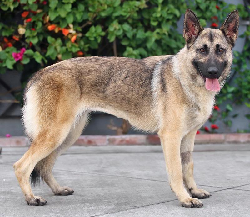 Enlarge Peach von Pritzier , a Adoptable German Shepherd Dog in Los Angeles, CA image 6/6
