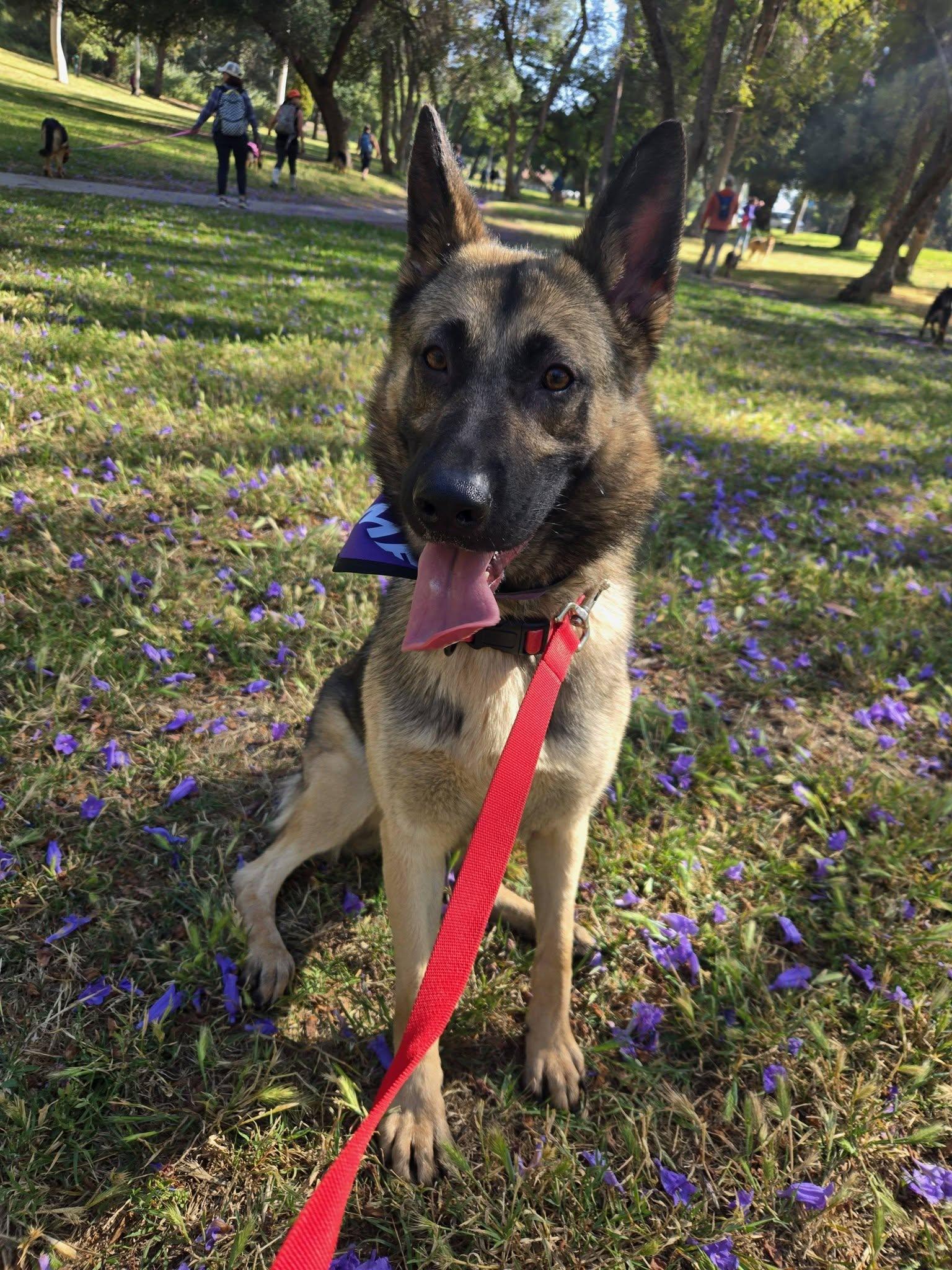 Enlarge Peach von Pritzier , a Adoptable German Shepherd Dog in Los Angeles, CA image 4/6