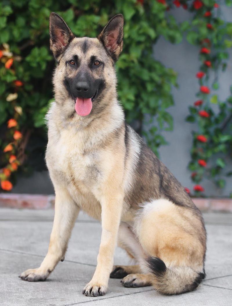 Enlarge Peach von Pritzier , a Adoptable German Shepherd Dog in Los Angeles, CA image 5/6