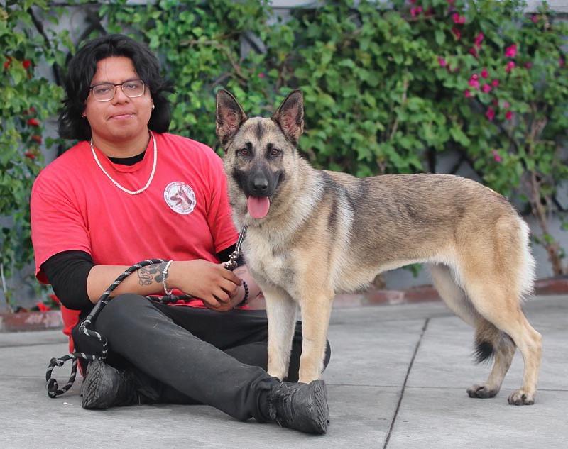 Enlarge Peach von Pritzier , a Adoptable German Shepherd Dog in Los Angeles, CA image 2/6