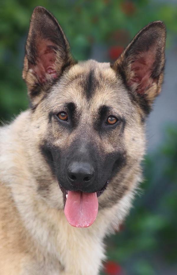 Peach von Pritzier , Adoptable, Young Female German Shepherd Dog.