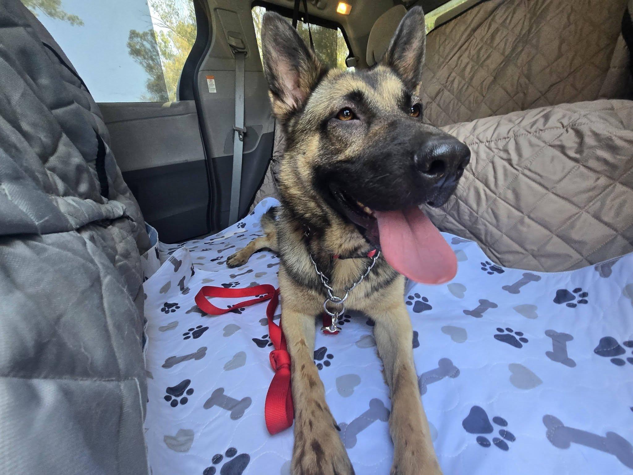 Enlarge Peach von Pritzier , a Adoptable German Shepherd Dog in Los Angeles, CA image 3/6