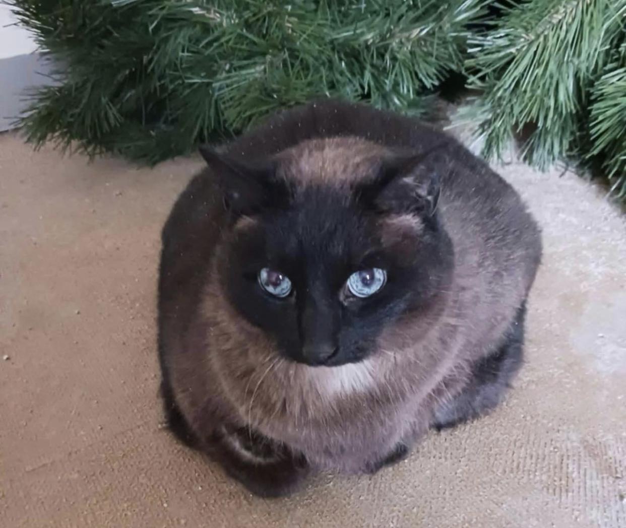 Rose, an adoptable Domestic Short Hair in Port Washington, WI, 53074 | Photo Image 1