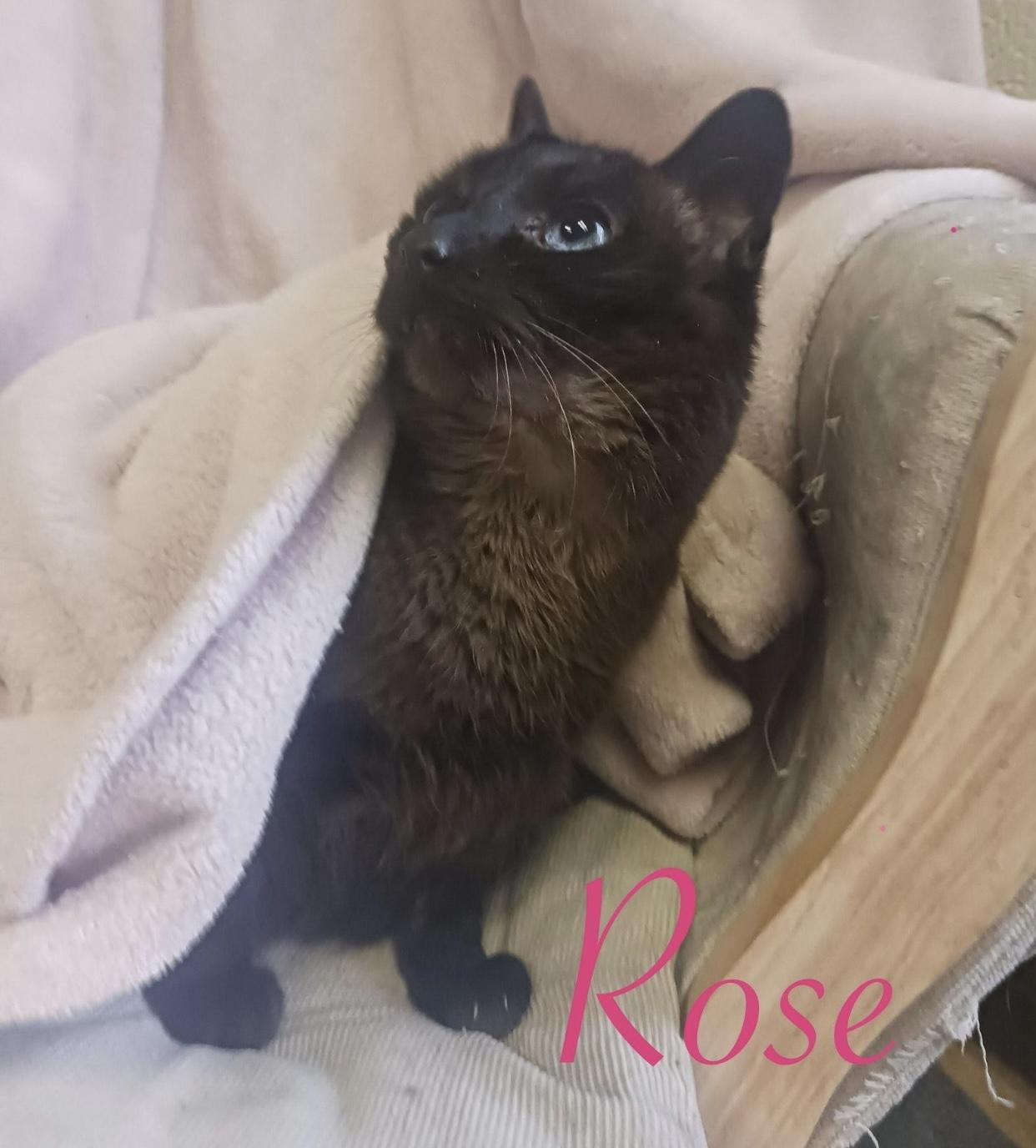 Rose, an adoptable Domestic Short Hair in Port Washington, WI, 53074 | Photo Image 2
