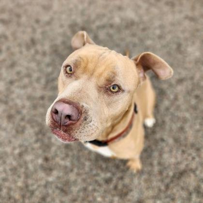 Enlarge Martian, a Adoptable mixed breed in Newport, NC image 1/6