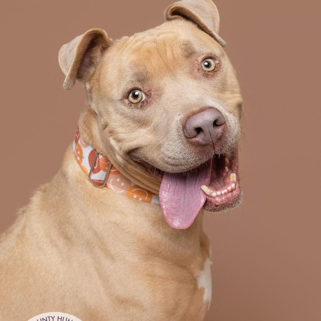 Martian, Adoptable, Adult Male Pit Bull Terrier & Mixed Breed.