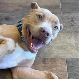 Enlarge Martian, a Adoptable mixed breed in Newport, NC image 3/6