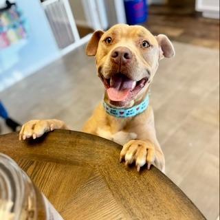 Enlarge Martian, a Adoptable mixed breed in Newport, NC image 4/6