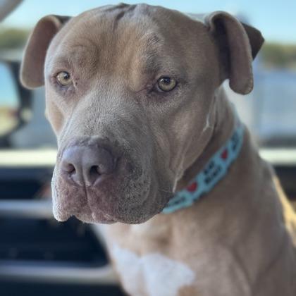 Enlarge Martian, a Adoptable mixed breed in Newport, NC image 5/6