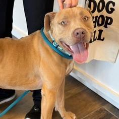 Enlarge Martian, a Adoptable mixed breed in Newport, NC image 6/6