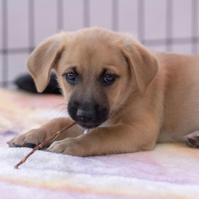 Lego Pup - Dino, Adoptable, Puppy Male Chihuahua & Terrier.
