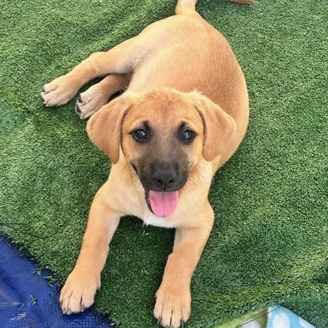 Enlarge Lego Pup - Dino, a Adoptable mixed breed in San Diego, CA image 2/3