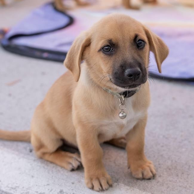 Enlarge Lego Pup - Dino, a Adoptable mixed breed in San Diego, CA image 3/3