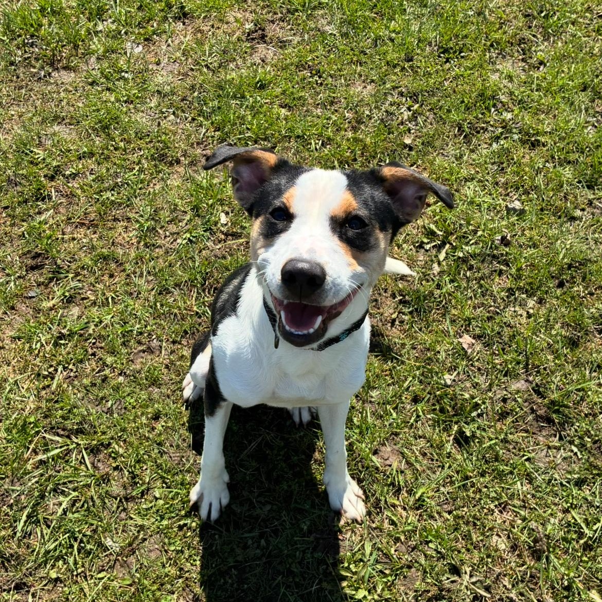 Enlarge Jimmy, an adopted mixed breed in Hornell, NY image 1/2