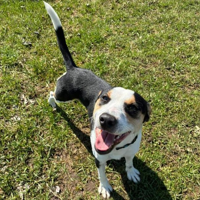 Enlarge Jimmy, an adopted mixed breed in Hornell, NY image 2/2