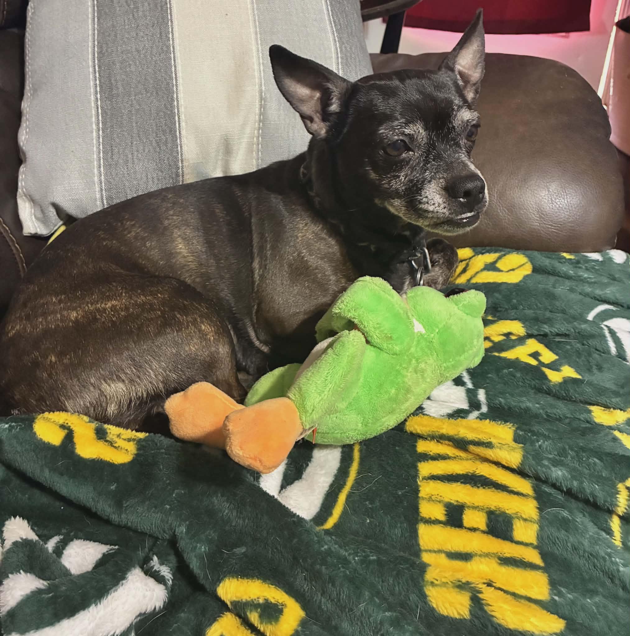 Sammy, ADOPTABLE, Senior Female Chihuahua & Boston Terrier.