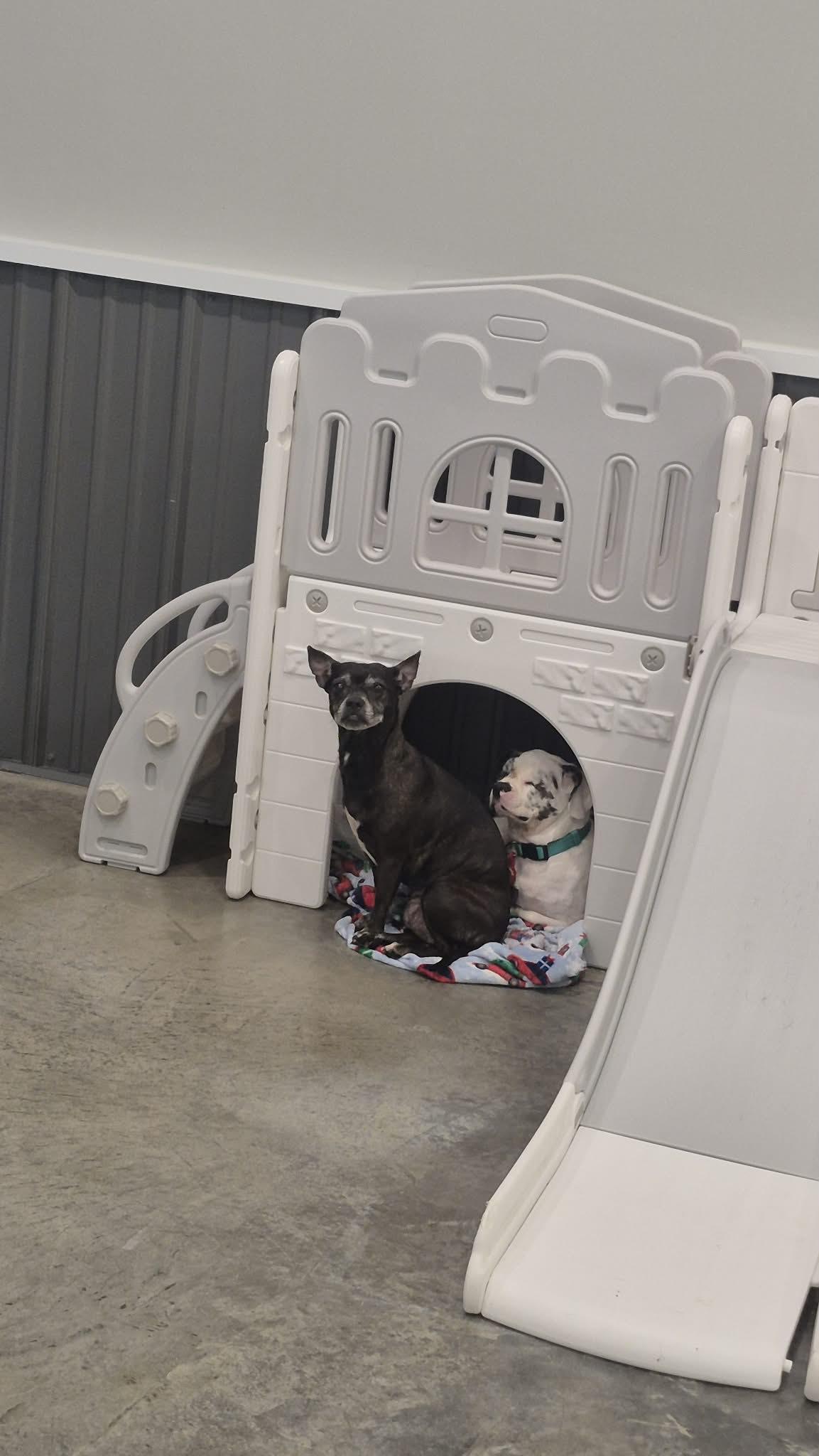 Sammy, a ADOPTABLE mixed breed in Richmond, KY image 2/3