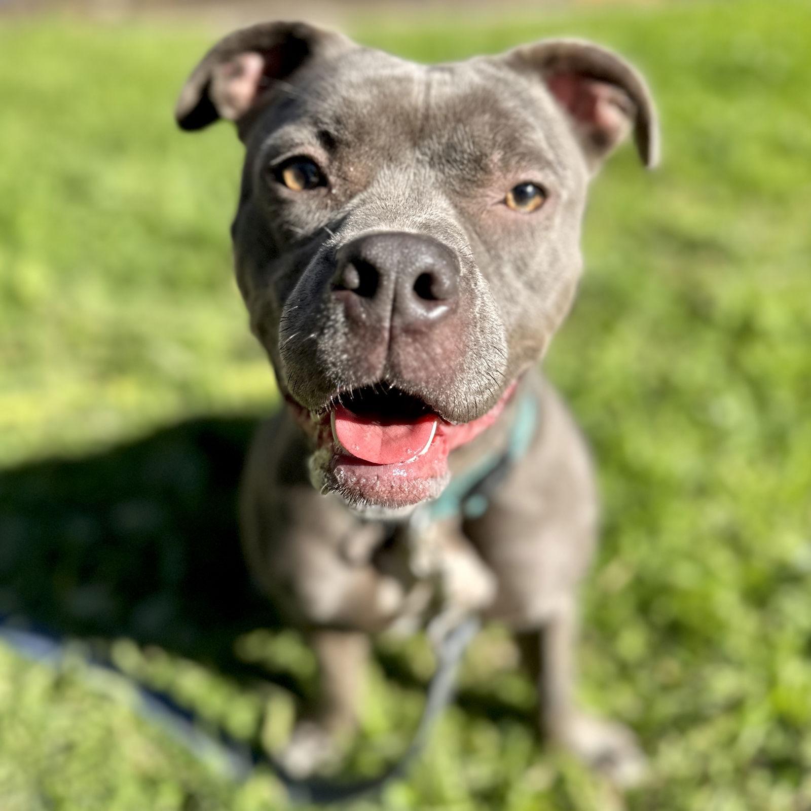 Enlarge Dior, a Adopted Pit Bull Terrier in Oakland, CA image 1/2