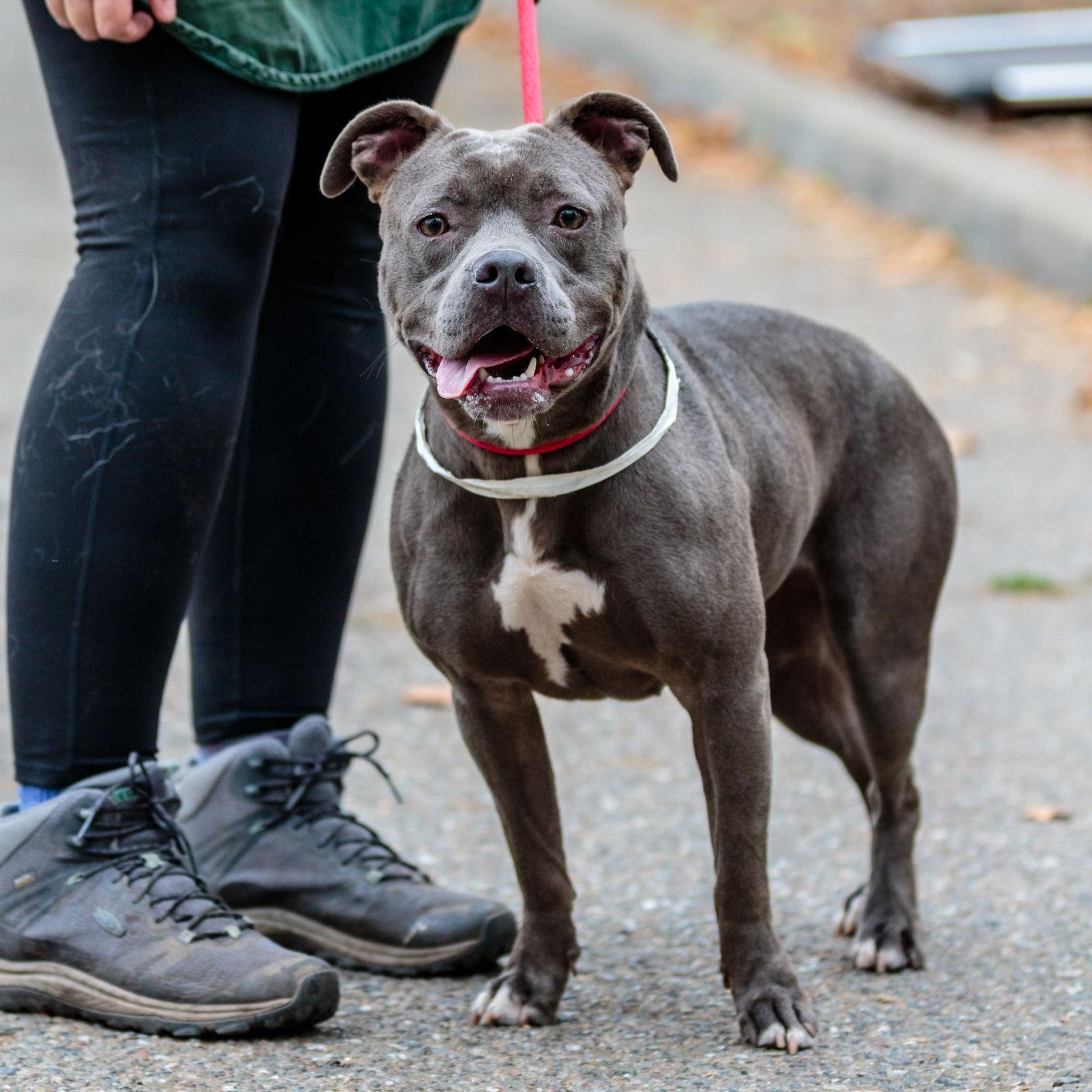 Enlarge Dior, a Adopted Pit Bull Terrier in Oakland, CA image 2/2