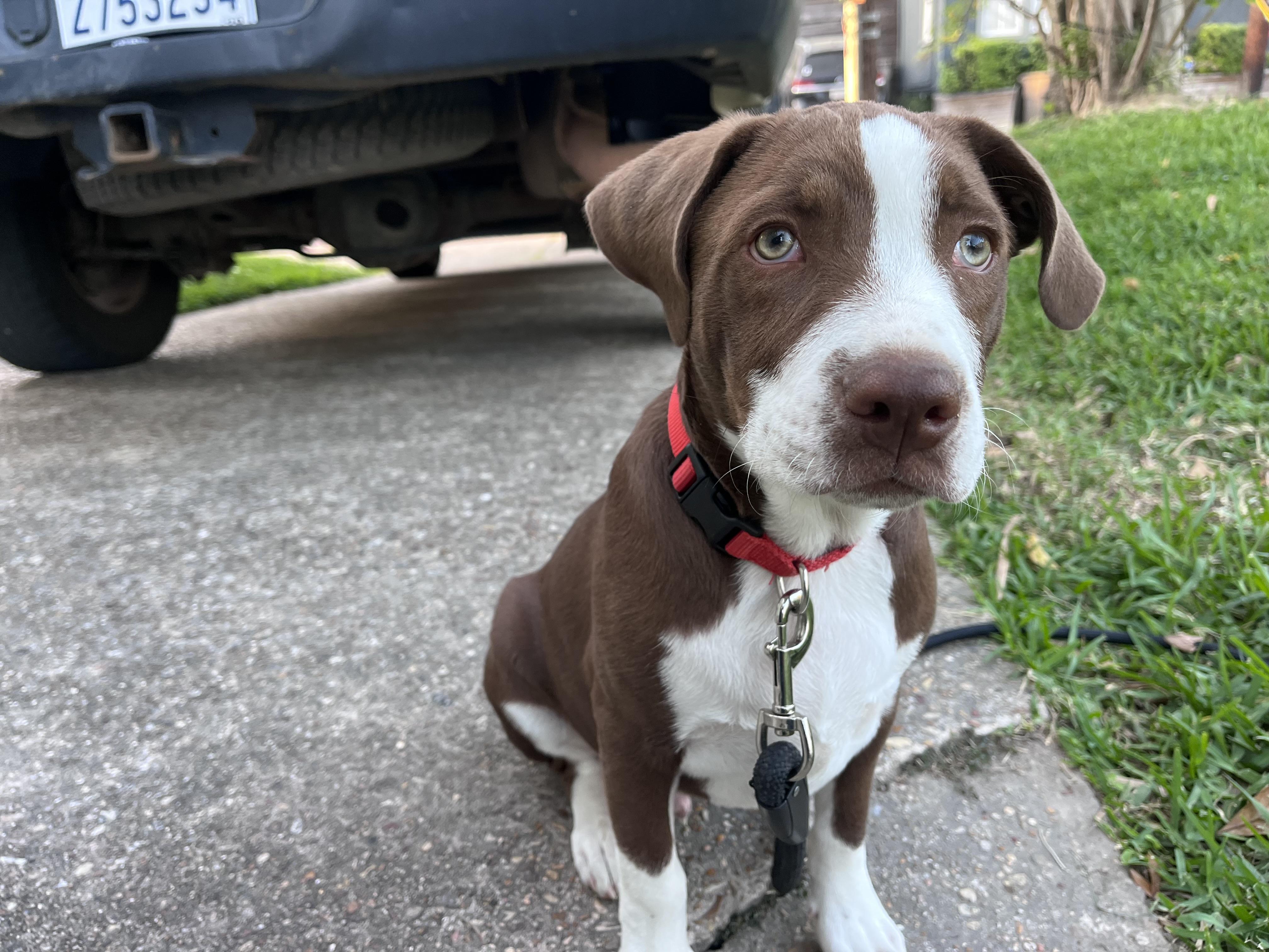 Enlarge Maddox, an adopted Terrier in Baker, LA image 4/5