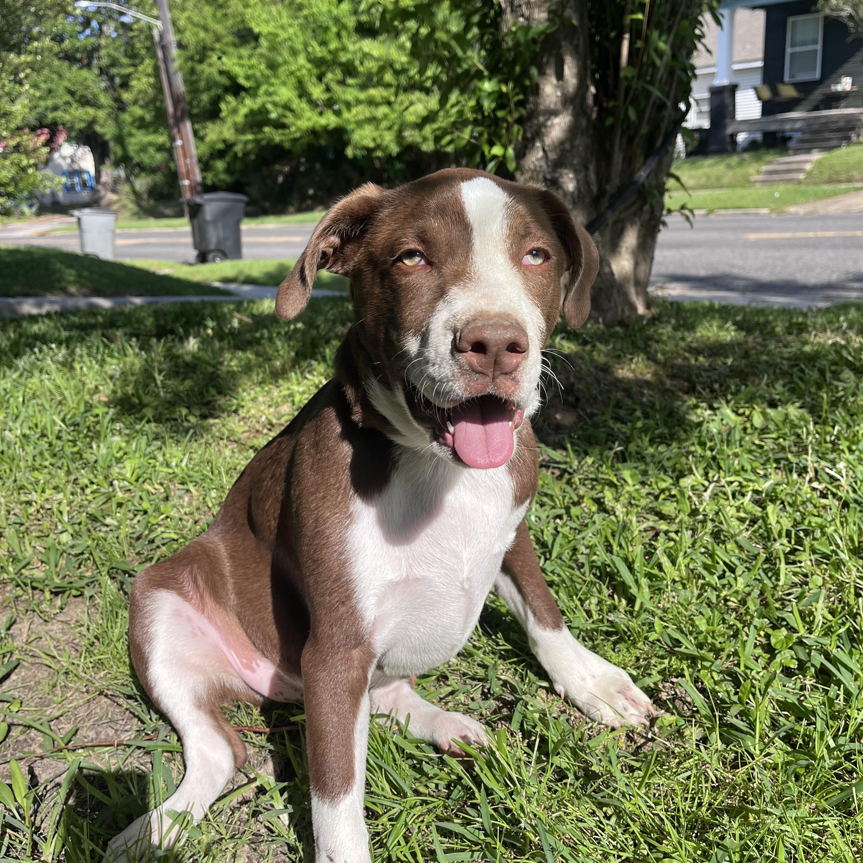 Enlarge Maddox, an adopted Terrier in Baker, LA image 1/5