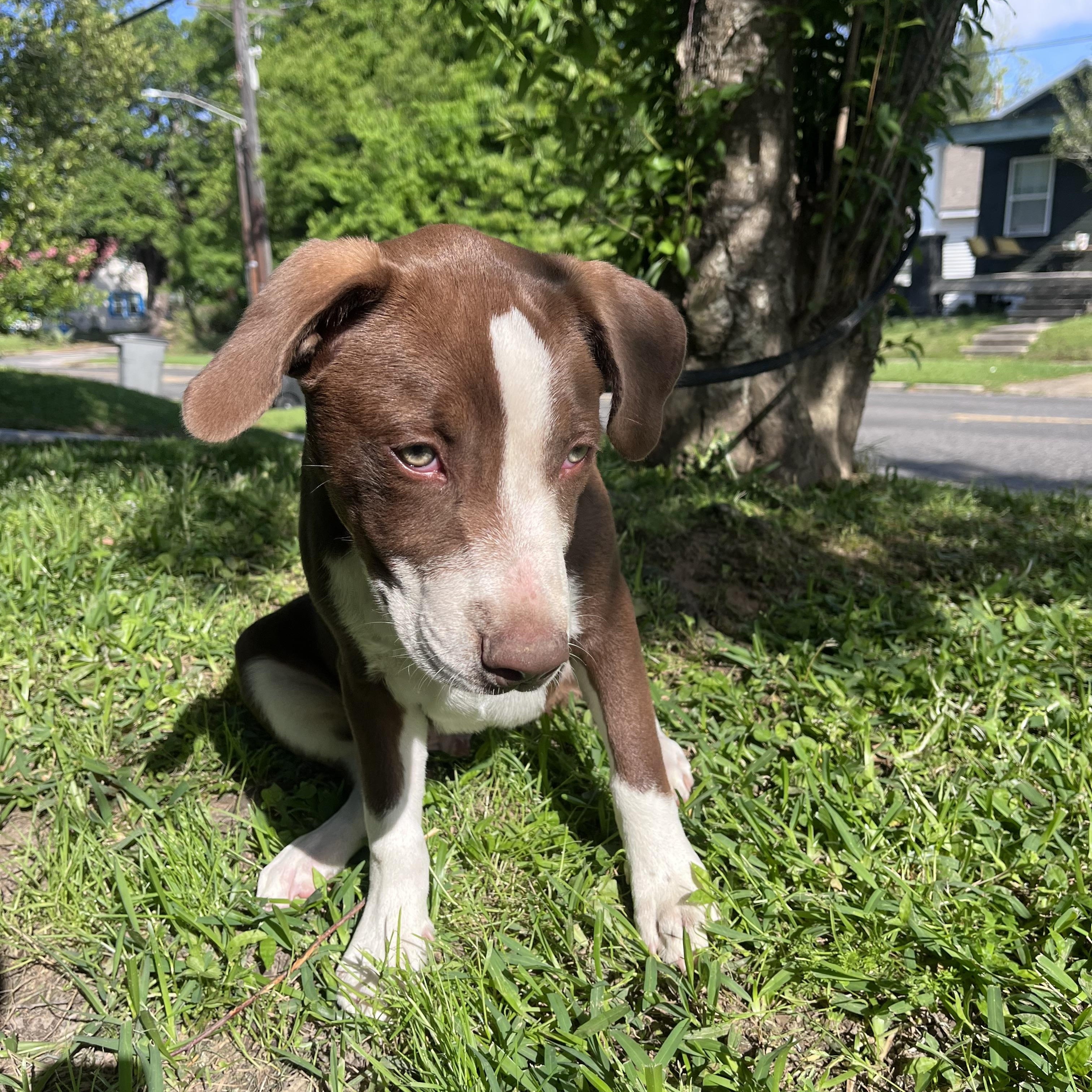 Enlarge Maddox, an adopted Terrier in Baker, LA image 5/5