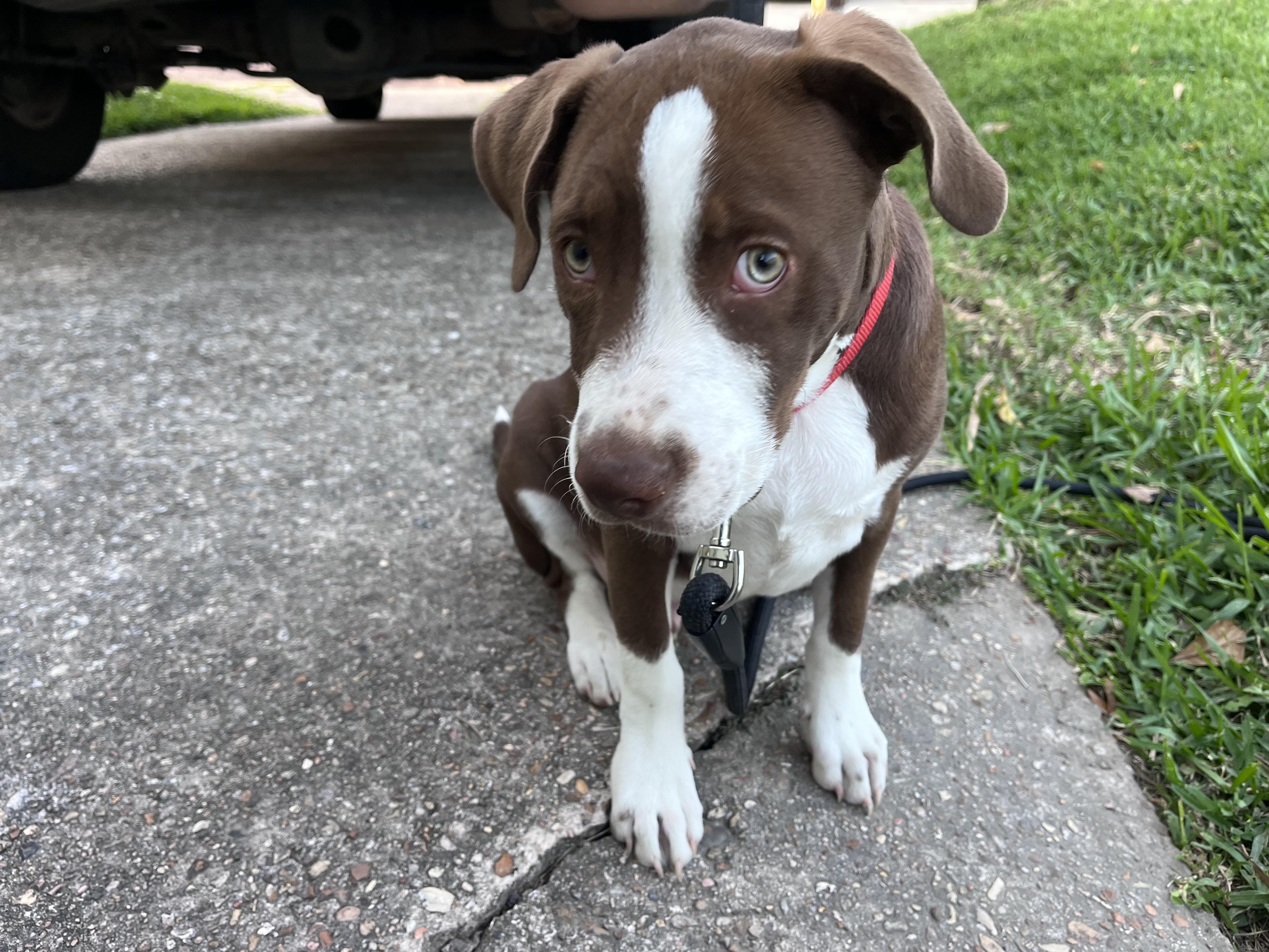 Enlarge Maddox, an adopted Terrier in Baker, LA image 3/5