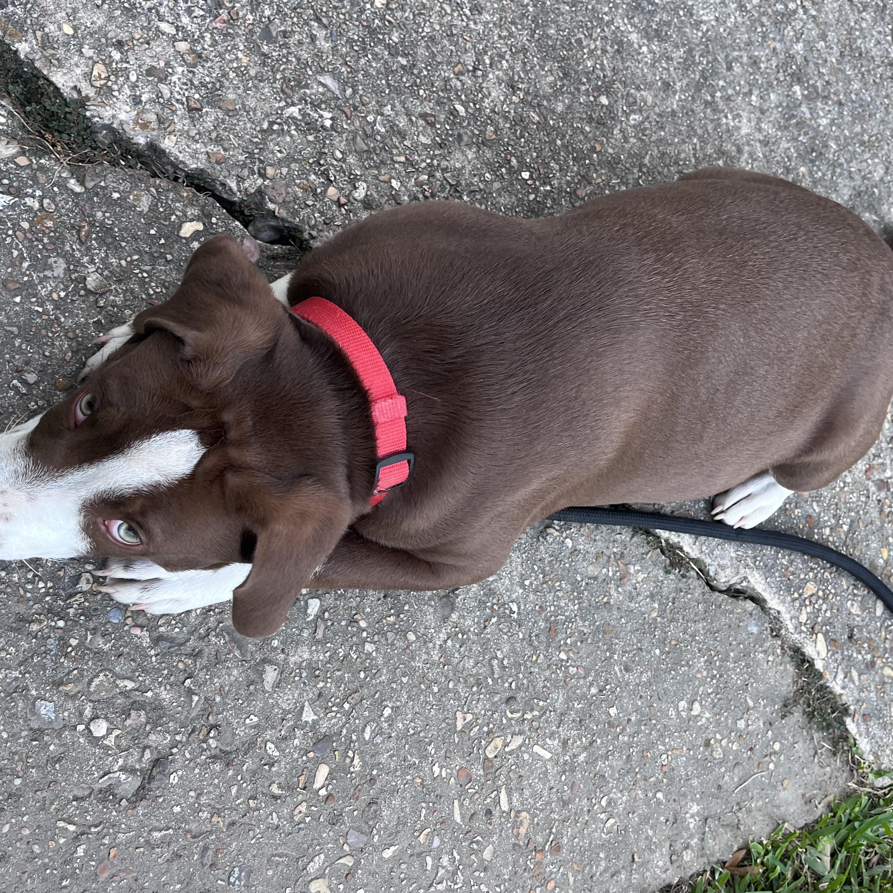 Enlarge Maddox, an adopted Terrier in Baker, LA image 2/5