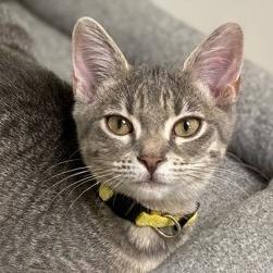 Enlarge Roo, a Adoptable mixed breed in Greensboro, GA image 1/6