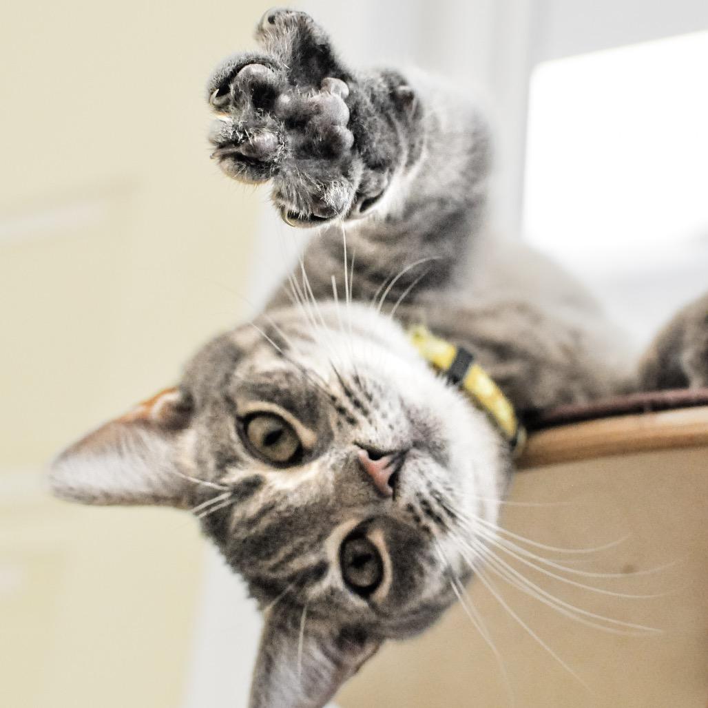 Enlarge Roo, a Adoptable mixed breed in Greensboro, GA image 3/6