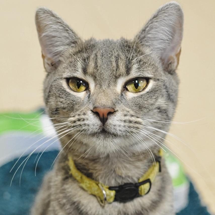 Enlarge Roo, a Adoptable mixed breed in Greensboro, GA image 4/6