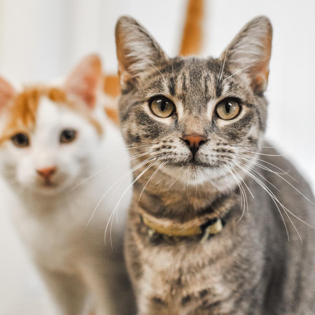 Enlarge Roo, a Adoptable mixed breed in Greensboro, GA image 5/6