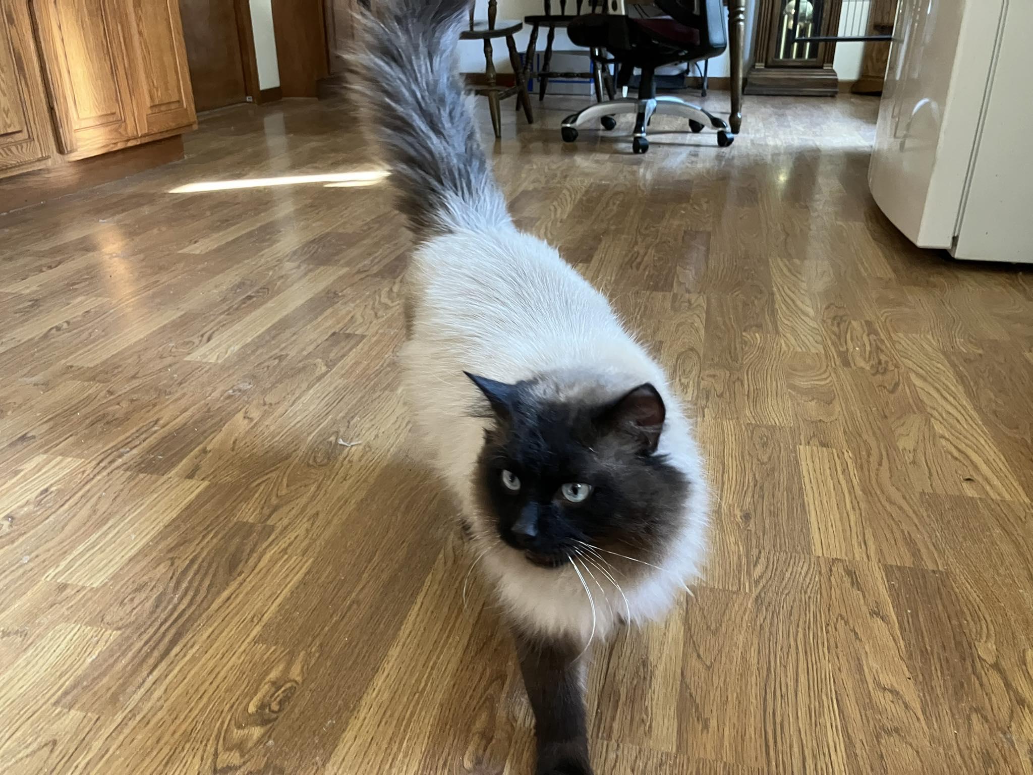 Sawyer, ADOPTABLE, Adult Male Siamese & Ragdoll.