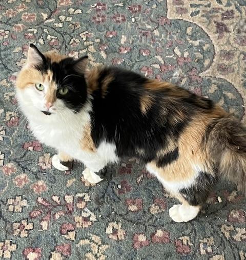 Kamie, Adoptable, Young Female Calico.