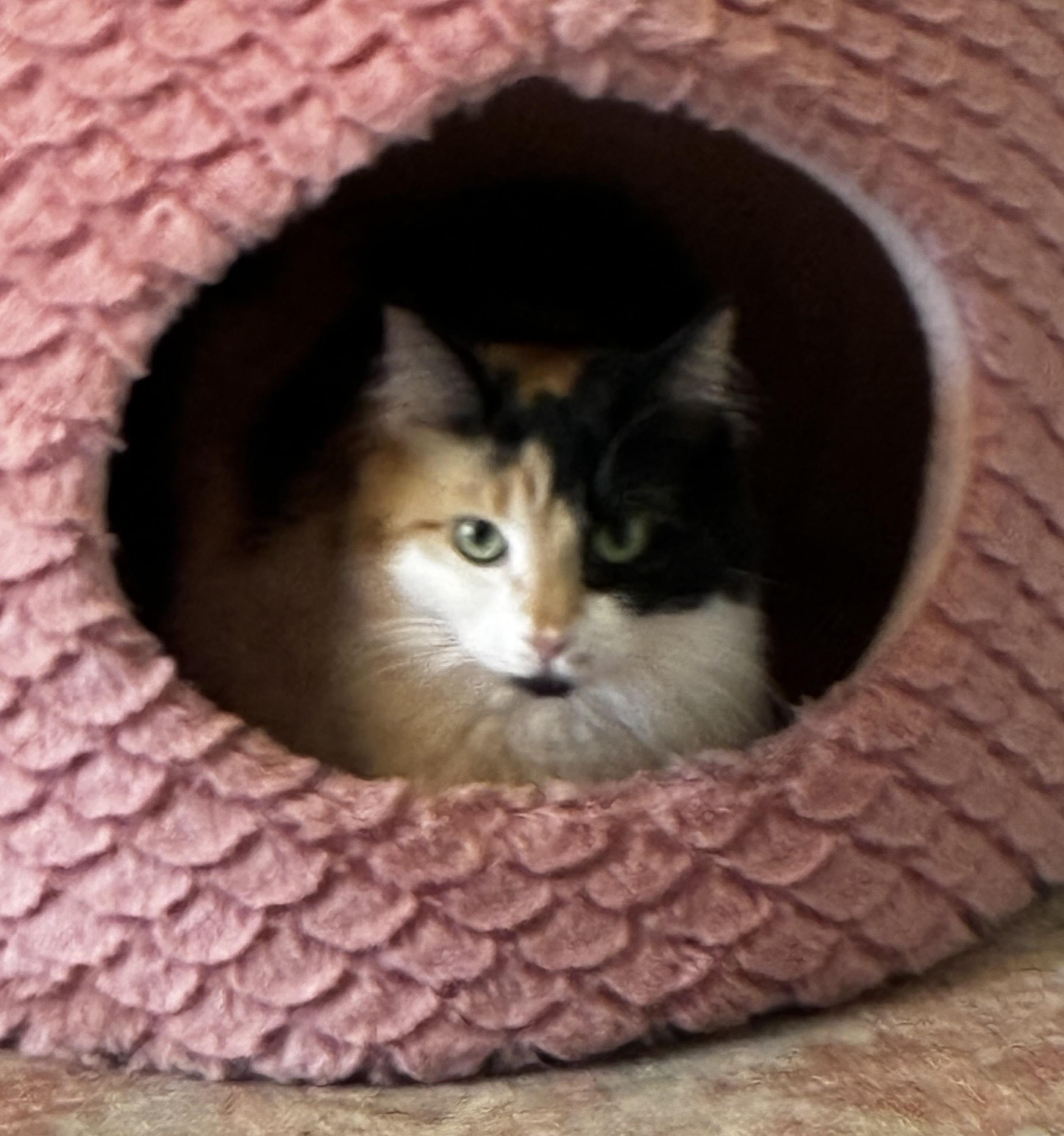 Enlarge Kamie, a Adoptable Calico in Mobile, AL image 2/2