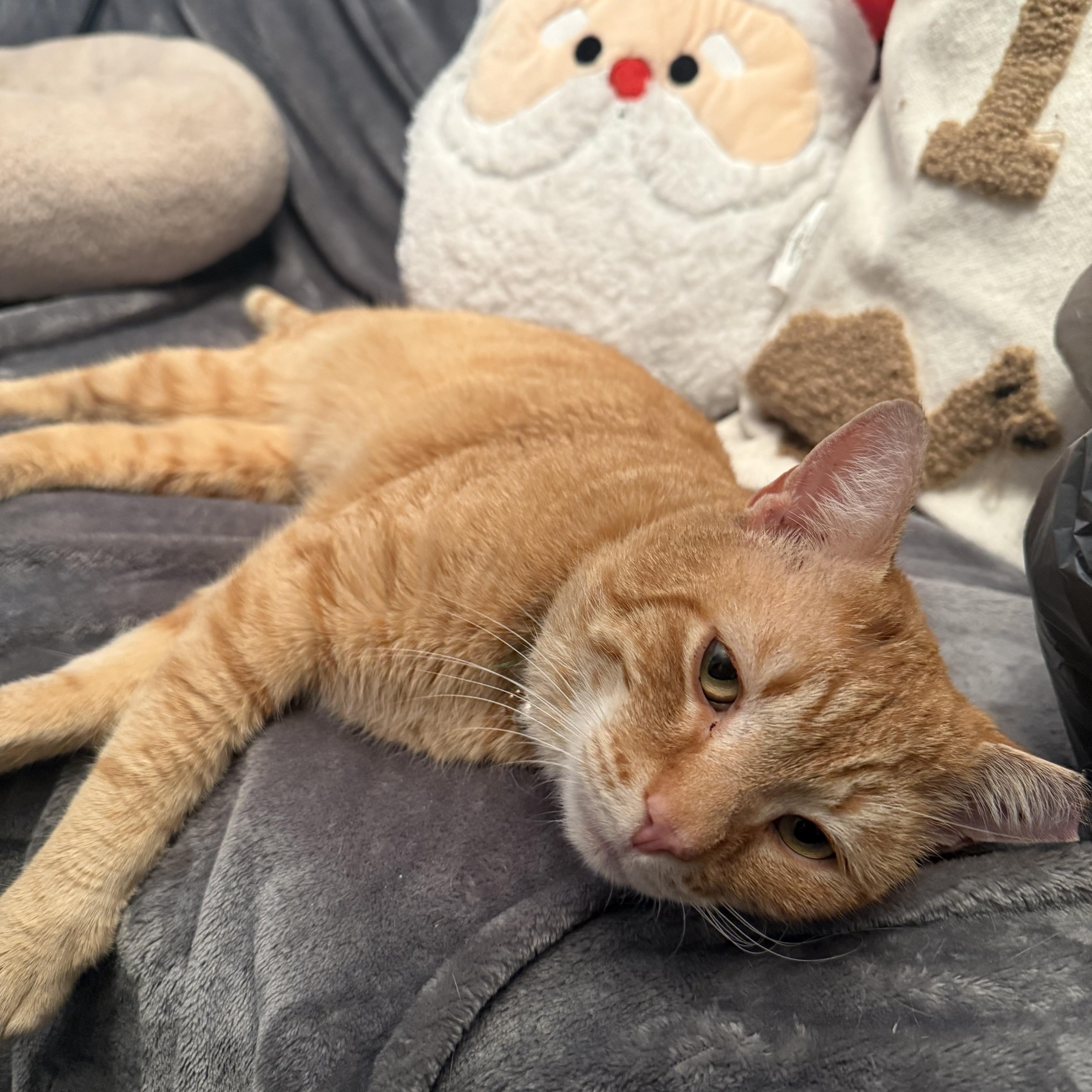 Enlarge  Prince Harry, a Adoptable Domestic Short Hair in Washington, DC image 3/3