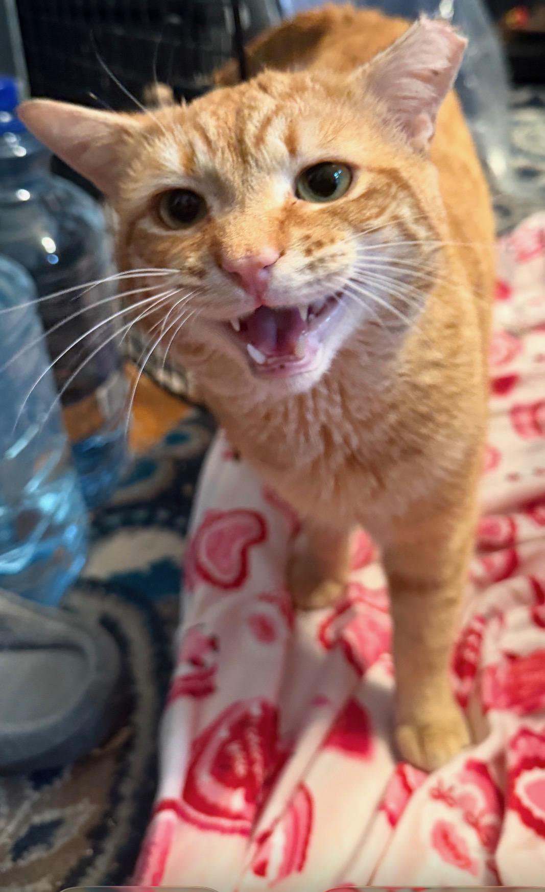 Enlarge  Prince Harry, a Adoptable Domestic Short Hair in Washington, DC image 2/3