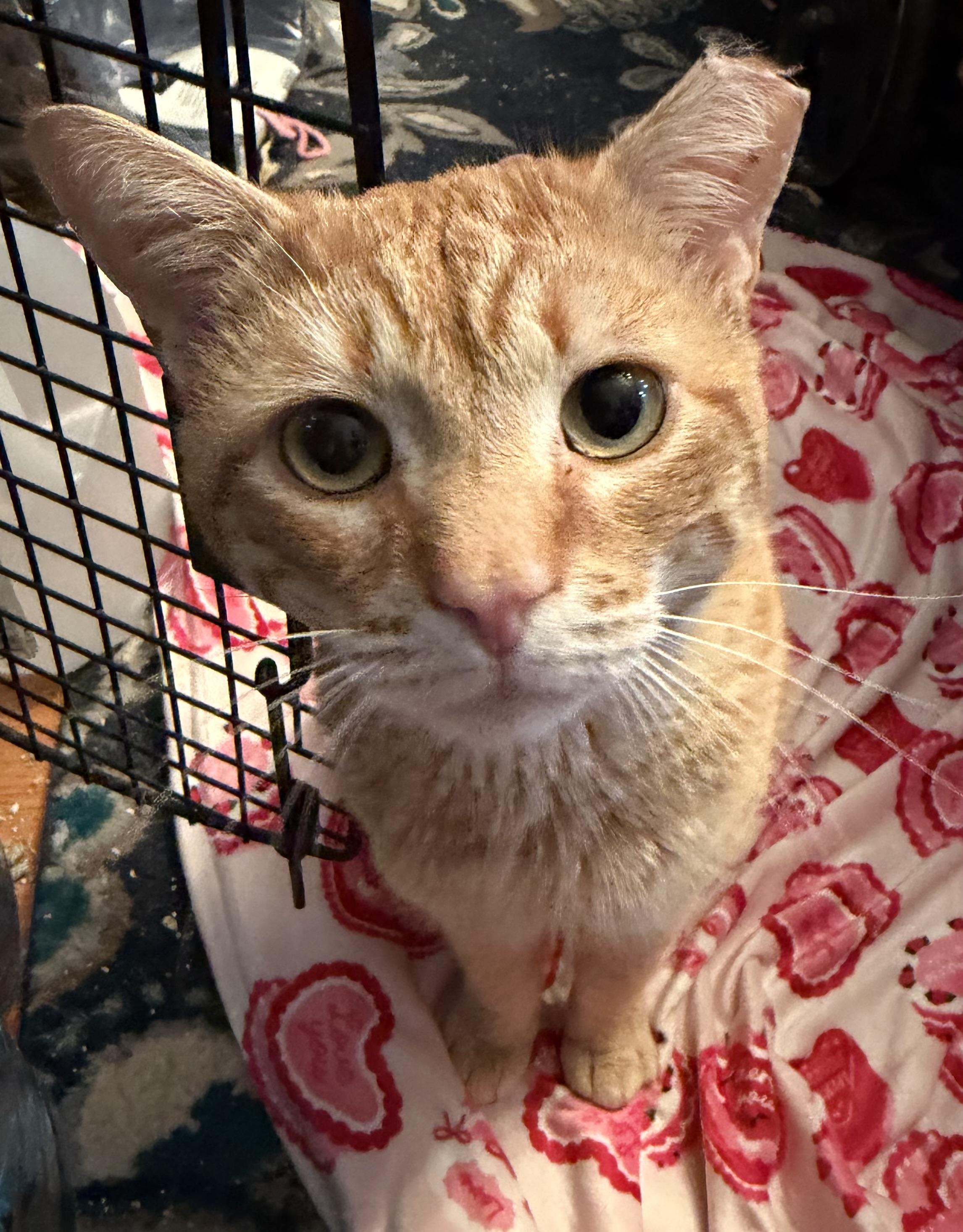  Prince Harry, Adoptable, Young Male Domestic Short Hair.