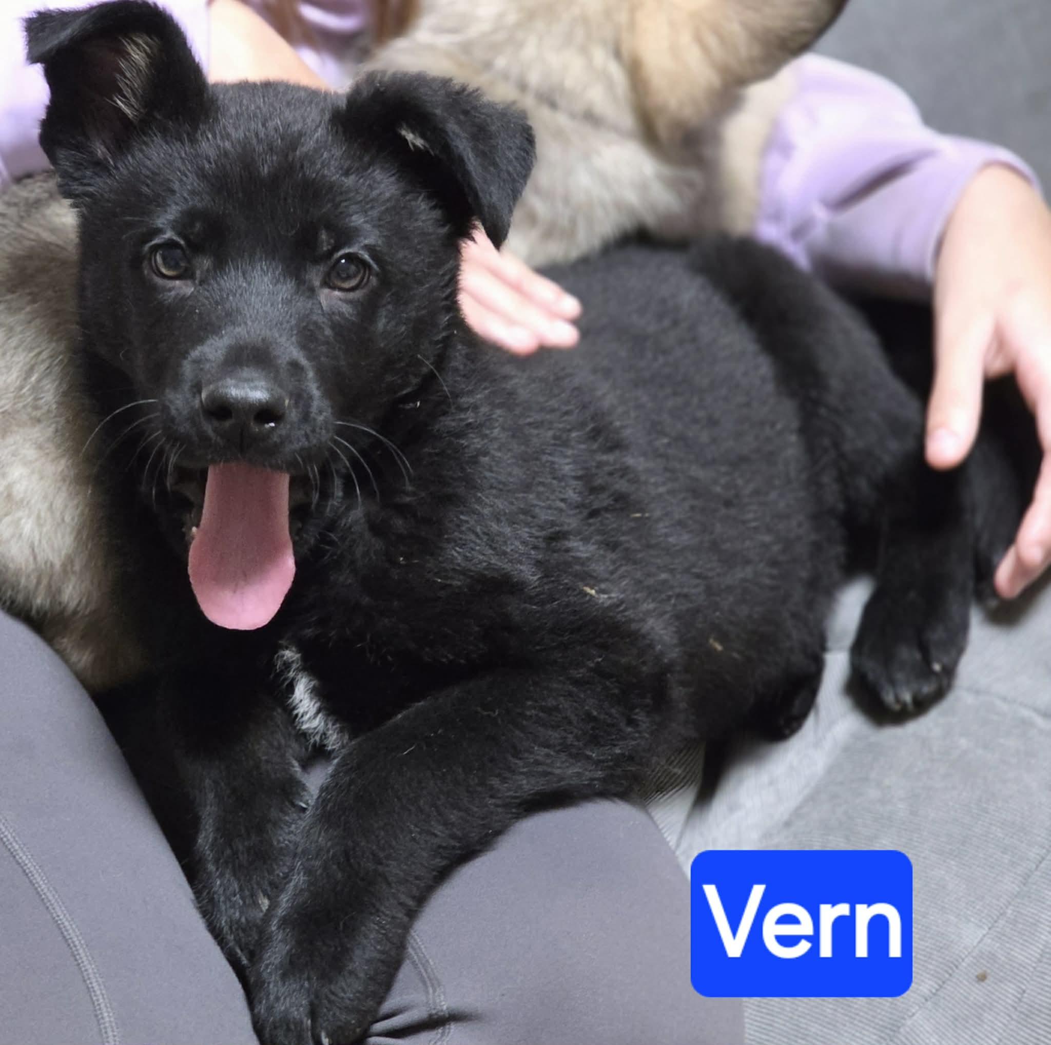Vern (PUPPY), adopted, Puppy Male German Shepherd Dog.