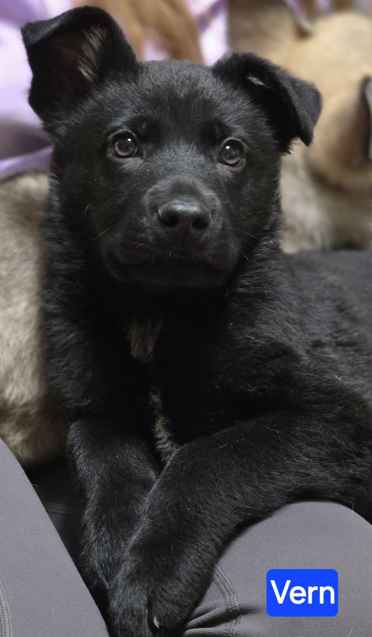 Vern (PUPPY), an adopted mixed breed in Greeneville, TN image 2/4