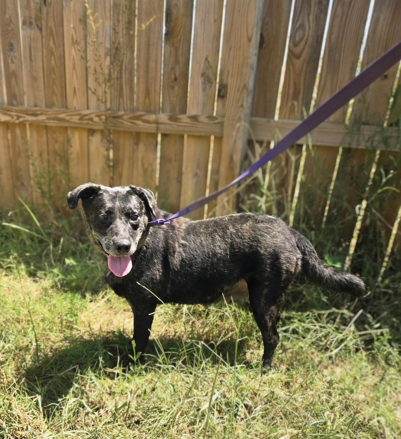 Carface Carruthers, Adoptable, Adult Male Labrador Retriever.