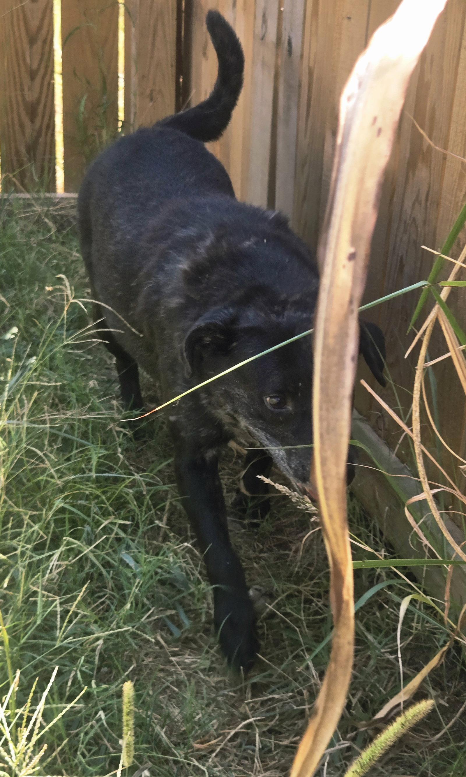 Enlarge Carface Carruthers, a Adoptable Labrador Retriever in Jackson, MS image 2/3