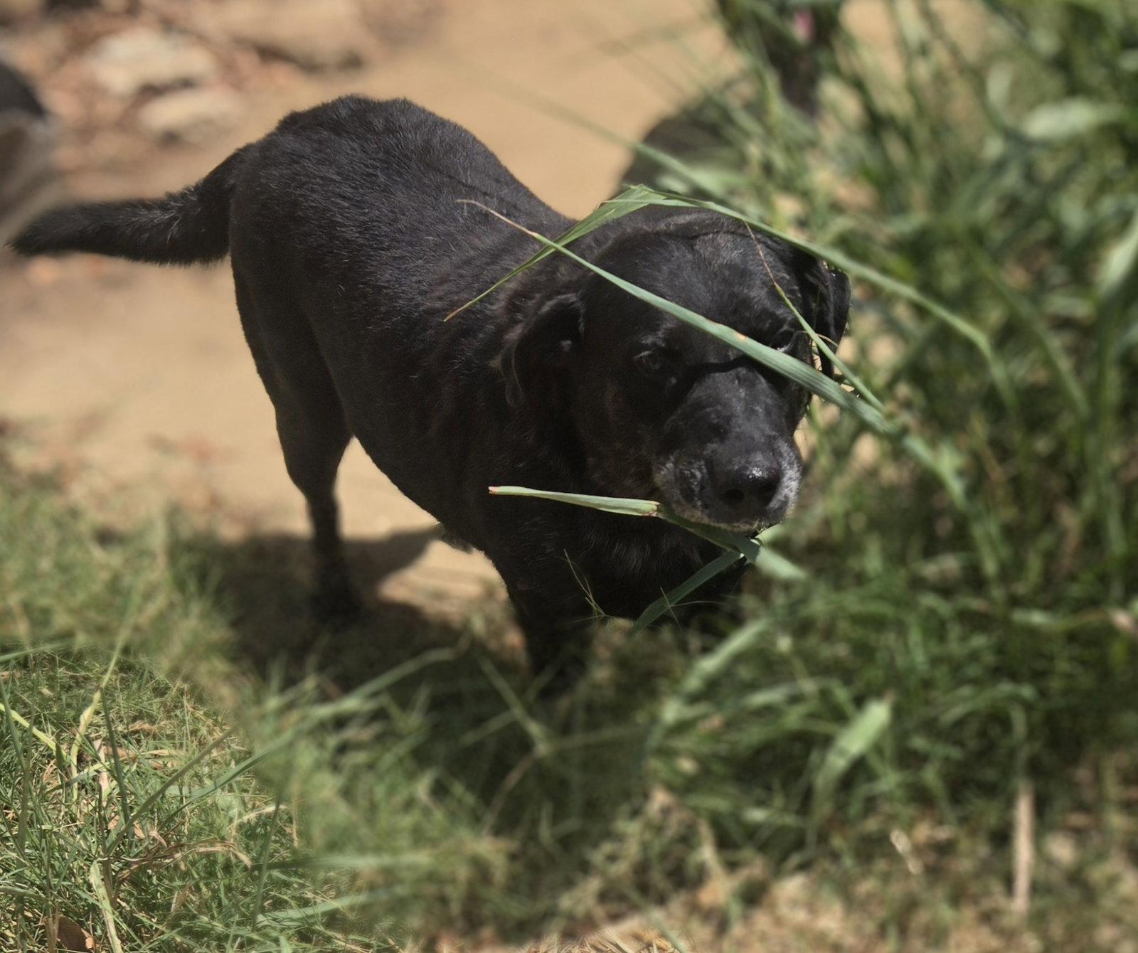 Enlarge Carface Carruthers, a Adoptable Labrador Retriever in Jackson, MS image 3/3